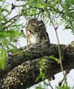 Ferruginous Pygny-Owl (26113203405)