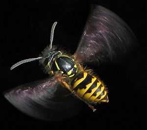 Flying Vespula vulgaris