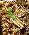 GT Meadow Grasshopper