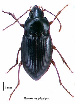 Gaioxenus pilipalpis LRNZ.jpg