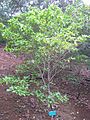 Gardenia brighamii - Koko Crater Botanical Garden - IMG 2258