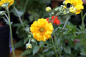 Geum chiloense Lady Stratheden 5zz