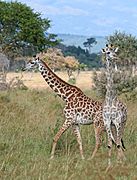 Giraffes Mikumi National Park