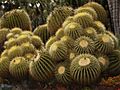 Golden Barrel cactus, Huntington Desert Garden