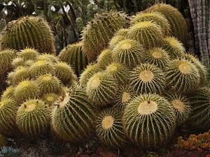 Golden Barrel cactus, Huntington Desert Garden.jpg