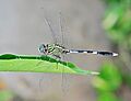Green Marsh Hawk (Orthetrum sabina), Burdwan, West Bengal, India 22 09 2012