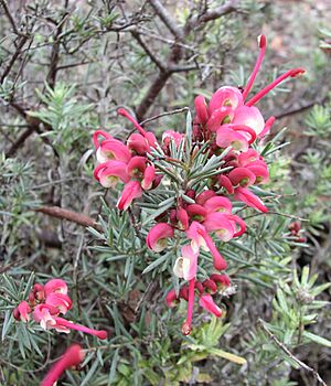 Grevillea 'Lara Dwarf'