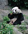 Großer Panda Bao Bao Berlin W 03