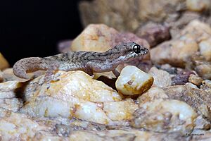 Hemidactylus reticulatus2.jpg