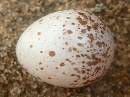 Hirundo albigularis, eier, Tweeling, a