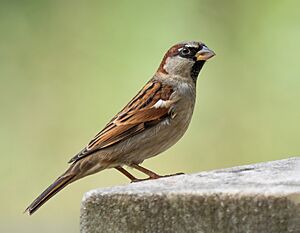 House sparrow male in Prospect Park (53532)