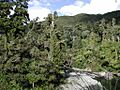 Hutt River from flume bridge, Kaitoke