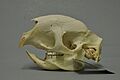 Hystrix cristata 02 MWNH 157a