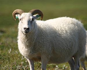 Icelandic sheep summer 06