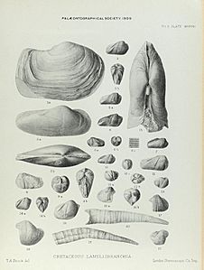 Illustration of Cretaceous Lamelliabranchia by Thomas Alfred Brock-Monograph of Palaeontographical Society-Vol63 1909 0251-Plate38