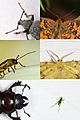 Insect antennae comparison