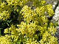Isatis tinctoria02
