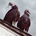 Juvenile American Black Vultures