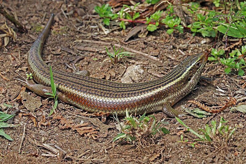 Keeled Indian Mabuya (Eutropis carinata)