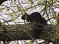 Kent State University black squirrel