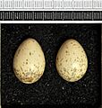 Lanius cristatus MWNH 1312