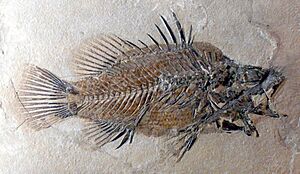 Lates gracilis
