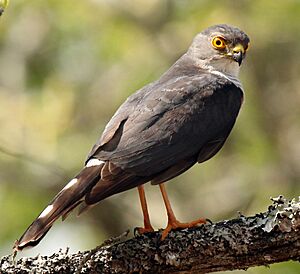 Little sparrowhawk Facts for Kids
