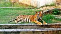 Ludhiana - zoo-tiger safari 3