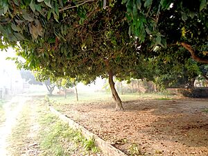 Lychee garden in Muzaffarpur