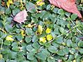 Lysimachia nummularia0