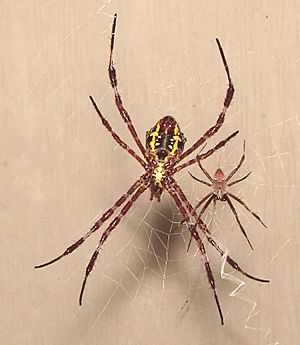 Male and female A. appensa