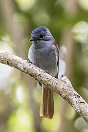 Mascarene paradise flycatcher (Terpsiphone bourbonnensis desolata) juvenile 2