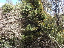 Melaleuca tortifolia habit