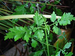 Melanthera micrantha subsp. micrantha (4744642884)