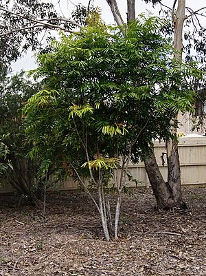 Mischarytera lautereriana - Corduroy, or Rose tamarind, Brisbane, 2 Jan. 2011, by Tatiana Gerus.jpg