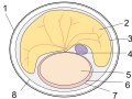 Monotreme Egg Diagram