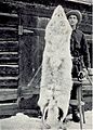 Montana wolf 100 lbs 1928 Young & Goldman USFWS