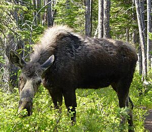Moose in Grand Teton NP near Leigh Lake-750px