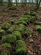 Rotting logs covered in moss