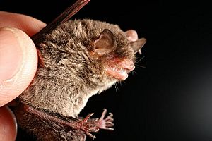 Myotis keaysi.jpg