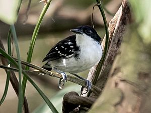 Myrmochanes hemileucus - Black-and-white antbird (male); Marchantaria island, Iranduba, Amazonas, Brazil.jpg