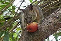 Northen brushtail possum eating an apple