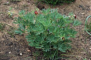 Paeonia californica habit.jpg