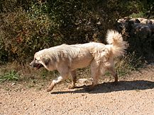 Pyrenean Mountain Dog guarding sheep