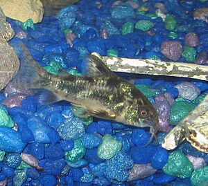 Peppered cory 02