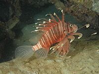 Plaintail Lionfish, ARP Mamutik imported from iNaturalist photo 368832224.jpg