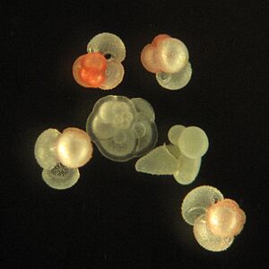 Planktic Foraminifera of the northern Gulf of Mexico