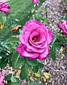 Plum Rose Rosa Aroplumi Rosaceae
