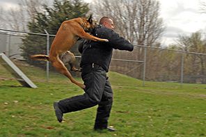 Police dog attack
