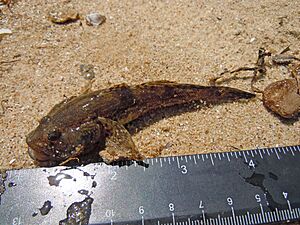 Ponticola kessleri with ruler, Dniester Estuary
